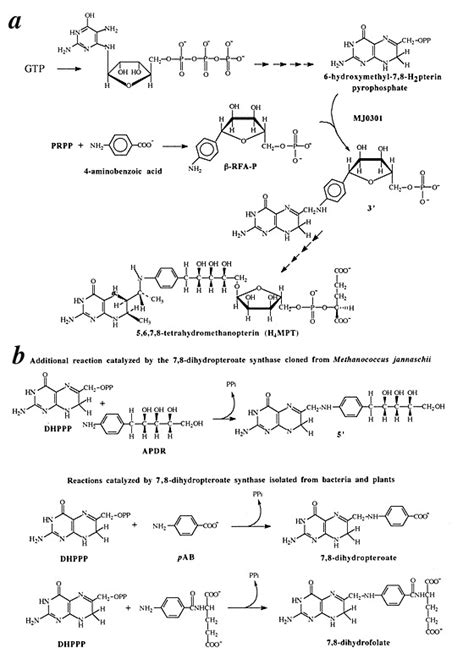 Biosynthetic pathways. a, Pathway for the biosynthesis of... | Download ...