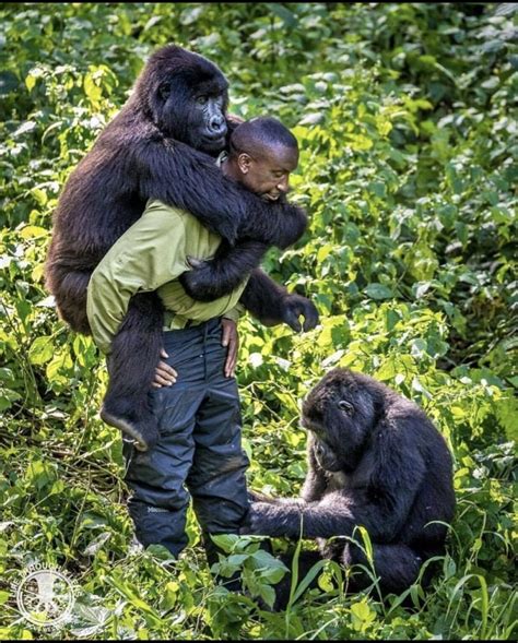 Virunga National Park | SchoolForAfrica.org — Giving Children a ...