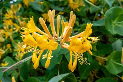 Honeysuckle Shrubs: Planting, Growing, and Pruning Honeysuckles