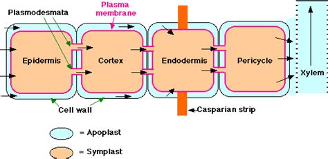 4.1.4 Long distance transport of water Notes - IAS EXPRESS