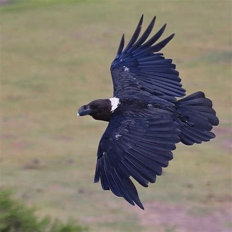 White-necked Raven | BirdForum