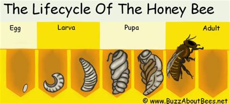 Bumble Bee Life Cycle Diagram