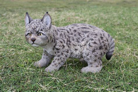 Amazon.com : Hi- Line Gift 87711-B Lynx Kitten Statue : Patio, Lawn & Garden