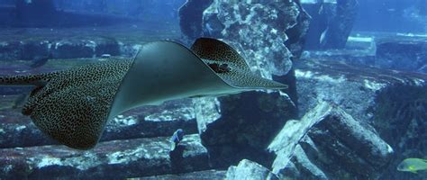 Stingray Rays Underwater · Free photo on Pixabay