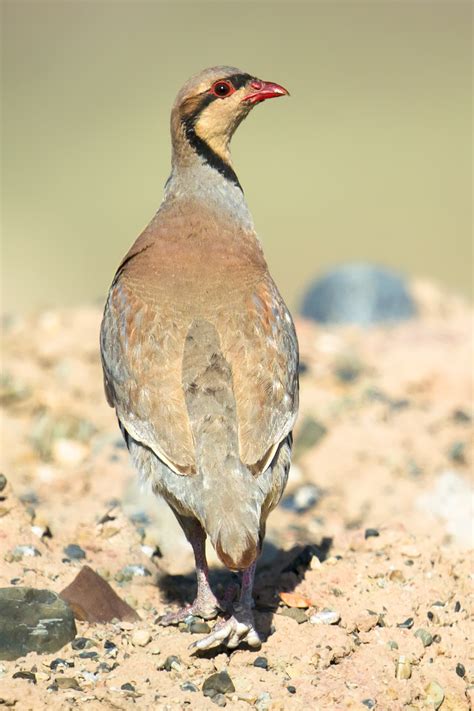 Chukar Partridge in China | Shanghai Birding 上海观鸟