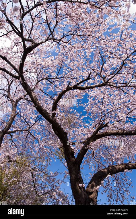 Cherry blossoms in spring in Ichinoseki Iwate Japan Stock Photo - Alamy