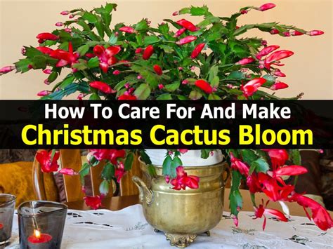 Care For Christmas Cactus - A Christmas Carol Movie 2023