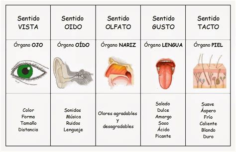 Lo s organos de los sentidos colorear | Learning stories, Science and ...