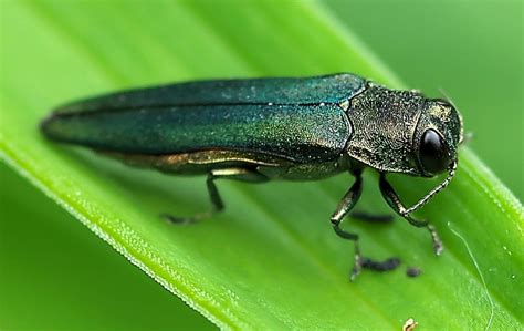 how to control emerald ash borers in the yard and garden