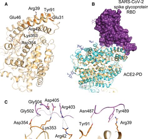 Members of proteobacteria express a peptidyl peptidase with similarity ...