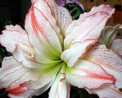 Amaryllis | World Of Flowers