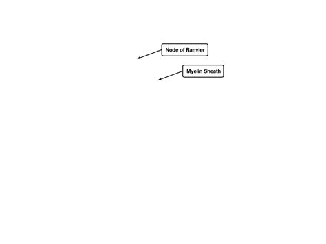 Nodes of Ranvier