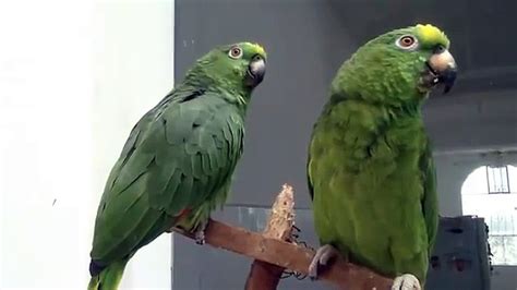 Unbelievable Singing parrot - parrots that sing a song, talking parrot - video Dailymotion