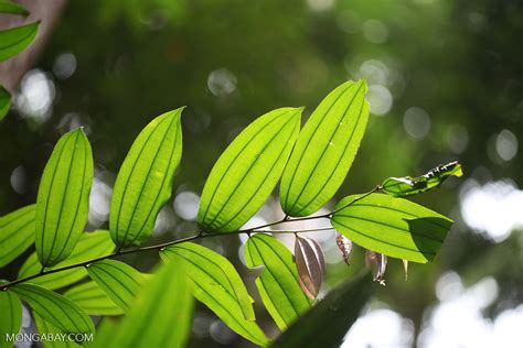 Rainforest leaves caught in the sunlight