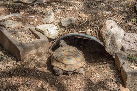 Tortoise Adoption Program - Appendix IV: Burrow Options