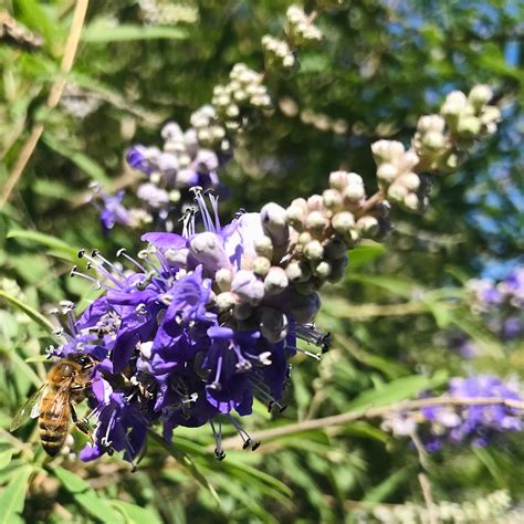 10 Vitex Seeds | Etsy