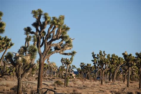 Joshua Tree Park Scenic View Free Stock Photo - Public Domain Pictures