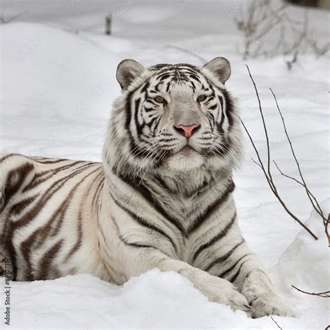 A white bengal tiger, calm lying on fresh snow. The most beautiful ...