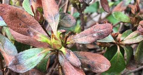 Caring for Winter-Damaged Encore Azaleas | Encore Azalea