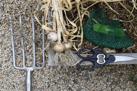 How to Harvest and Store Garlic