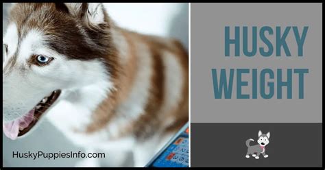 Is My Husky Puppy's Weight Normal? - Husky Weight Chart