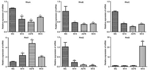 Expression of Rho GTPases family in melanoma cells and its influence on ...