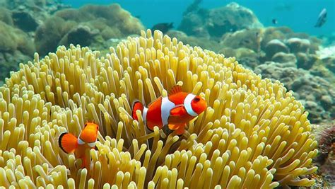 Finding Nemo Sea Anemone Scene