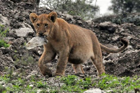 Fat trash lion | fat lion cub carrying plastic bottle Ndutu … | David ...