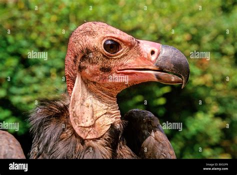 cloth vultures bald head vultures Sarcogyps calvus portrait profile vulture bird birds animals ...