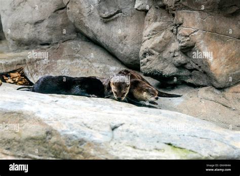 Family of Otters at the Tennessee Aquarium in Chattanooga Stock Photo ...