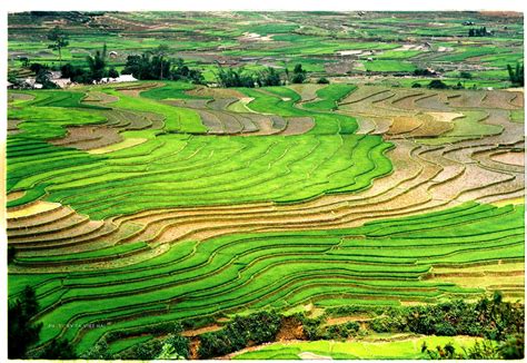 Beautiful Terraced Fields in Vietnam | Vietnam Information - Discover ...