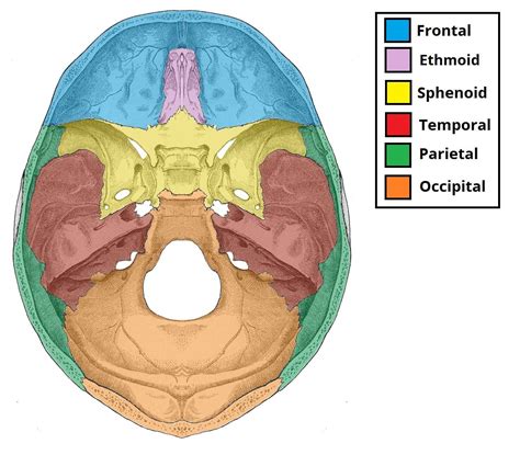 Areas of the Head - TeachMeAnatomy