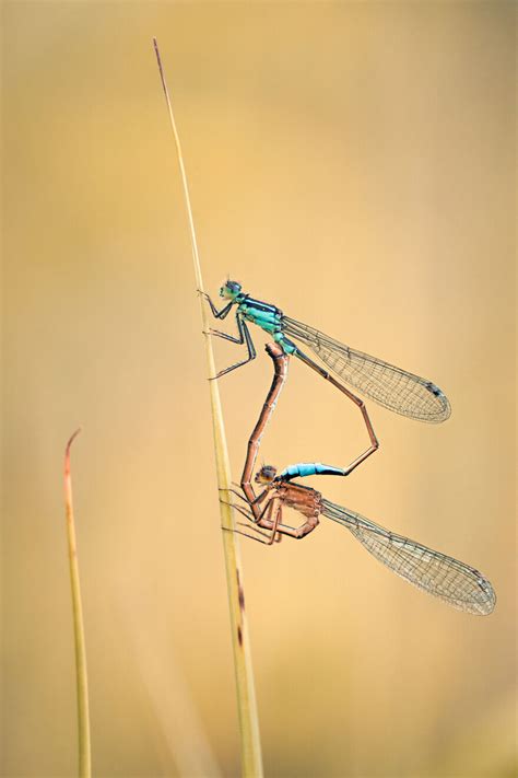 My Best 23 Macro Photographs With My Former Lens By Niki Colemont