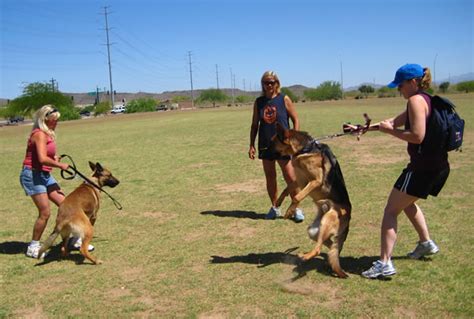 smartest dog: Dog Training Basics On Aggression