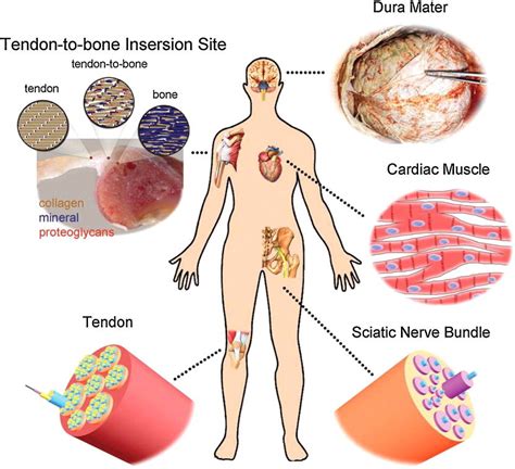 Human Body Tissues And Their Functions