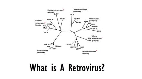 What Is A Retrovirus: Definition, Classifications, 3 Groups, And ...