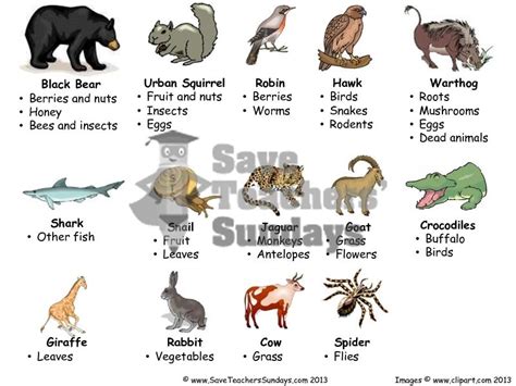 Preview of Lesson 1b - Venn diagram on carnivores, omnivores and ...