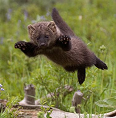 Fishers are mustelids (weasel family) that live in northern North America. They are one of the ...