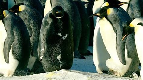 Footage shows incredibly rare all black emperor penguin - WSTale.com