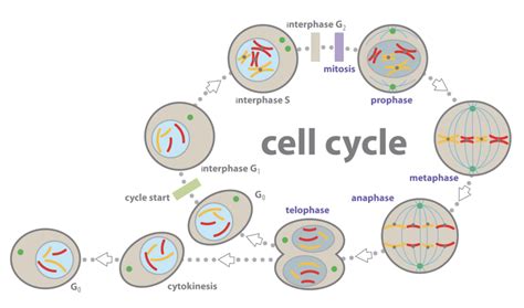 Interphase G2 Diagram