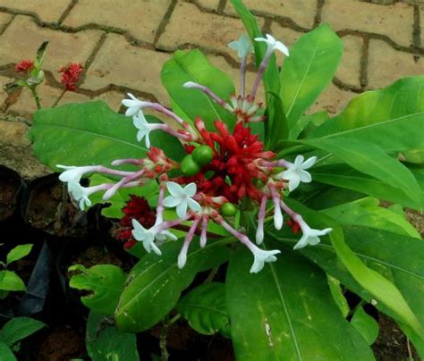 Rauwolfia Serpentina seeds | World Seed Supply