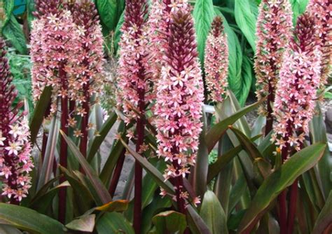 Eucomis 'Sparkling Burgundy' - Xera Plants