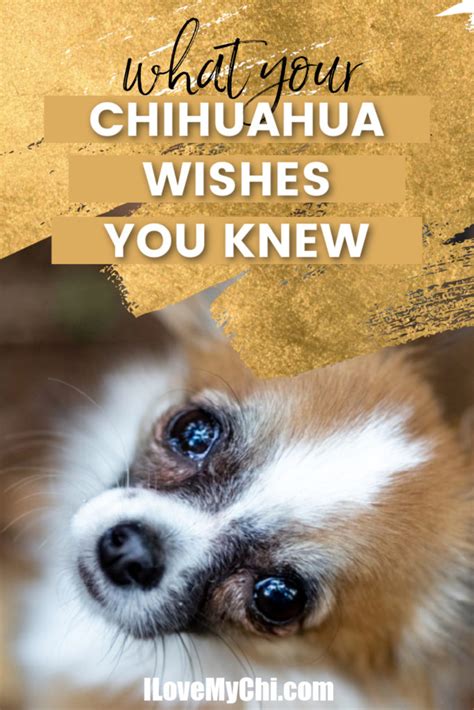 What Your Chihuahua Wishes You Knew - I Love My Chi