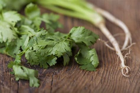 10 Amazing Benefits Of Cilantro