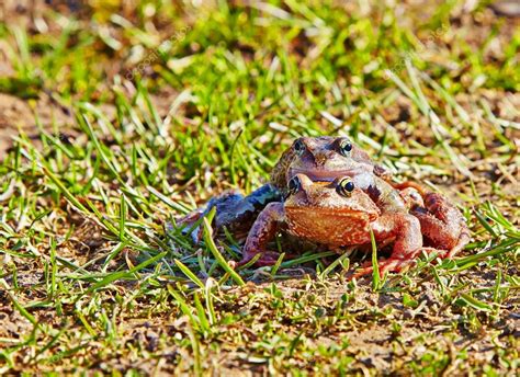 Breeding frog couple in the spring season. Selective focus Stock Photo by ©SergeyP 25075807