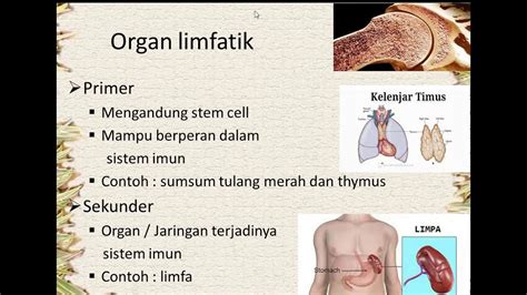 sistem limfatik - YouTube