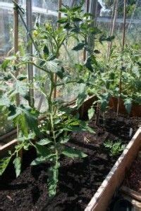 Looking After Tomato Plants | Plants