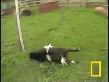 GIFs Of Adorable Fainting Goats - Barnorama