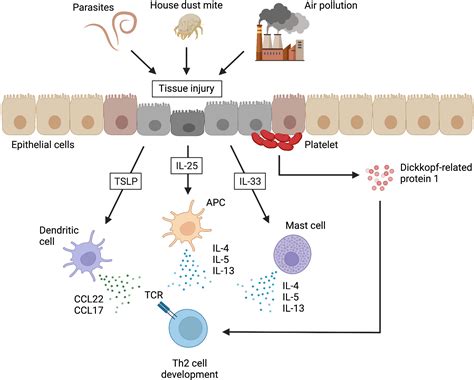 Frontiers | Conventional and pathogenic Th2 cells in inflammation ...