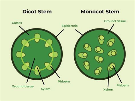 Monocot Vs Dicot Cross Section